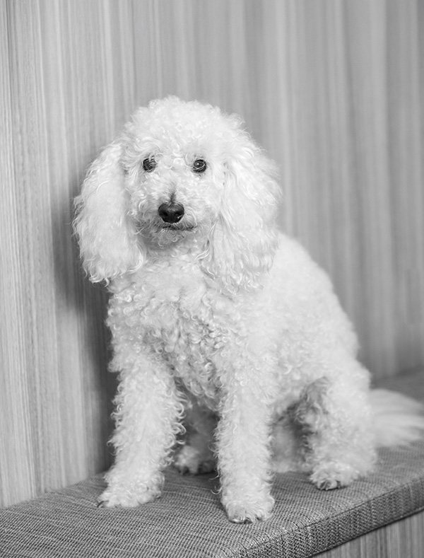 Winston (Winnie) - SENIOR PAWJECT MANAGER 🐾